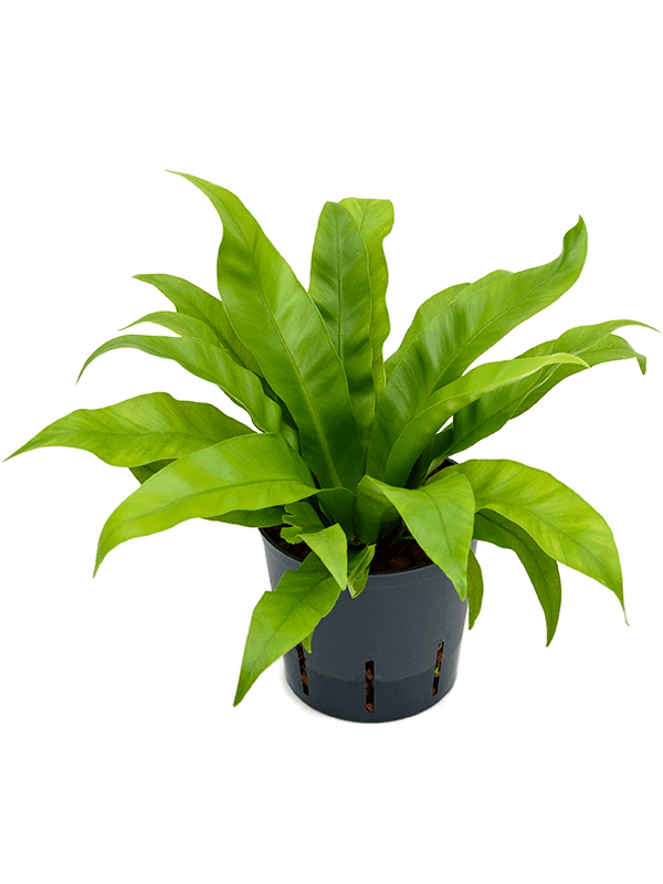 Planta naturala de interior D20xH30cm Asplenium antiquum P13/12cm in hidrogranule