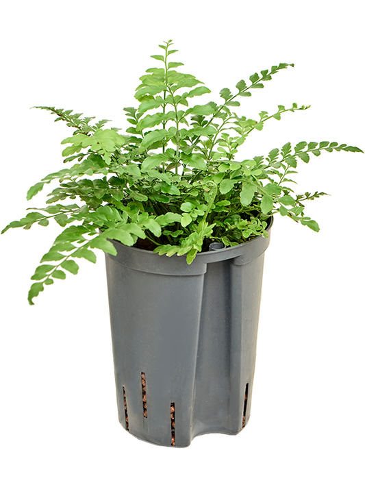 Planta naturala de interior D20xH30cm Asplenium dimorphum 'Parvati' P15/19cm in hidrogranule