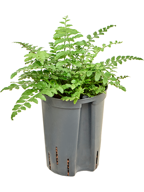 Planta naturala de interior D20xH30cm Asplenium dimorphum 'Parvati' P15/19cm in hidrogranule