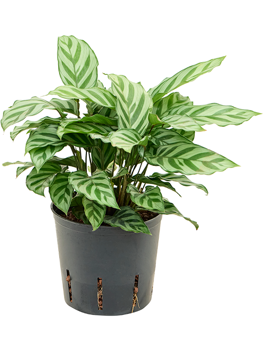 Planta naturala de interior D20xH30cm Calathea 'Freddie' P13/12cm in hidrogranule