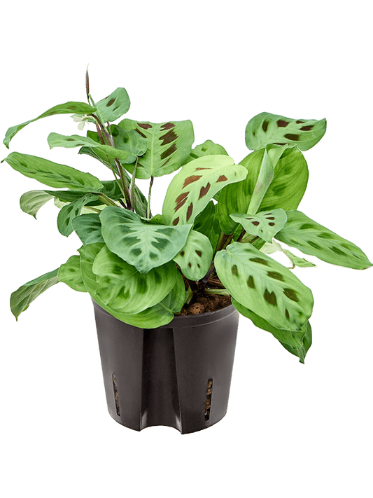 Planta naturala de interior D20xH30cm Maranta leuconeura 'Green Kim' P13/12cm in hidrogranule