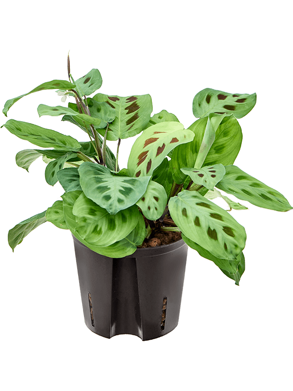 Planta naturala de interior D20xH30cm Maranta leuconeura 'Green Kim' P13/12cm in hidrogranule