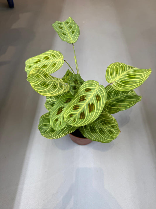 Planta naturala de interior D20xH30cm Maranta leuconeura 'Momafan' PS12/10cm in pamant (P0000242466)