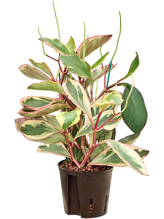 Planta naturala de interior D20xH30cm Peperomia clusiifolia 'Jellie' P13/12cm in hidrogranule