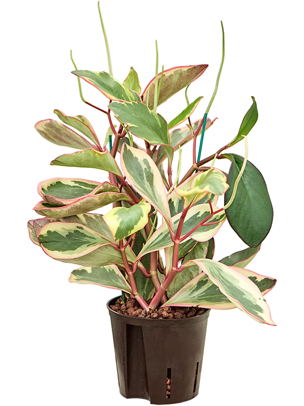 Planta naturala de interior D20xH30cm Peperomia clusiifolia 'Jellie' P13/12cm in hidrogranule