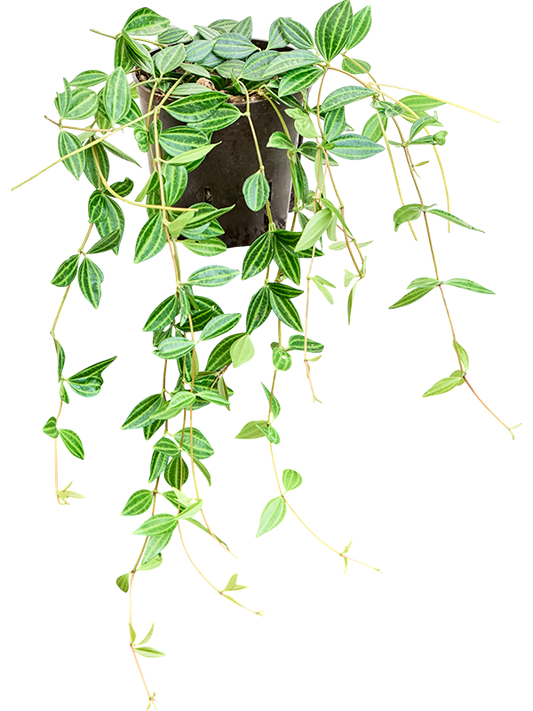 Planta naturala de interior D20xH30cm Peperomia 'Dahlstedtii' P13/12cm in hidrogranule