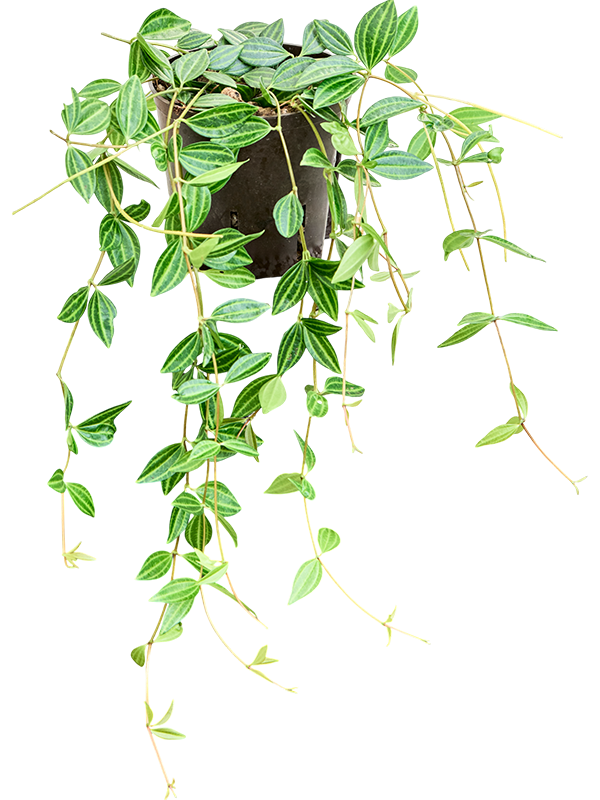 Planta naturala de interior D20xH30cm Peperomia 'Dahlstedtii' P13/12cm in hidrogranule