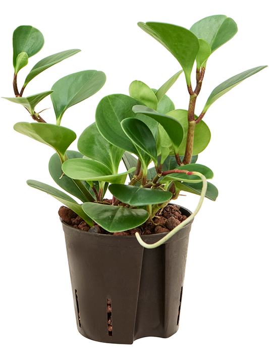 Planta naturala de interior D20xH30cm Peperomia obtusifolia 'Green Gold' P13/12cm in hidrogranule