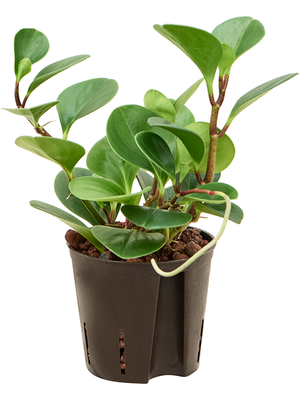 Planta naturala de interior D20xH30cm Peperomia obtusifolia 'Green Gold' P13/12cm in hidrogranule