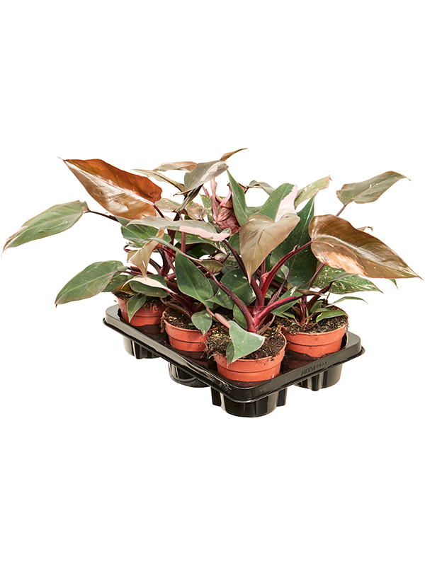Planta naturala de interior D20xH30cm Philodendron 'Pink Princess' PS12/10cm in pamant