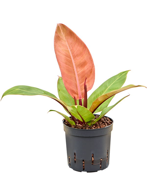 Planta naturala de interior D20xH30cm Philodendron 'Prince of Orange' P13/12cm in hidrogranule