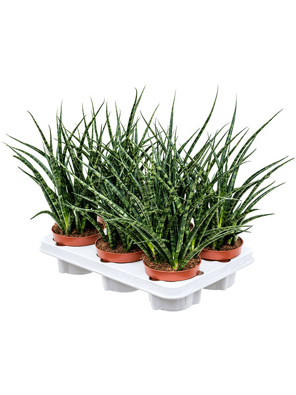 Planta naturala de interior D20xH30cm Sansevieria kirkii 'Fernwood Punk' PS12/9cm in pamant
