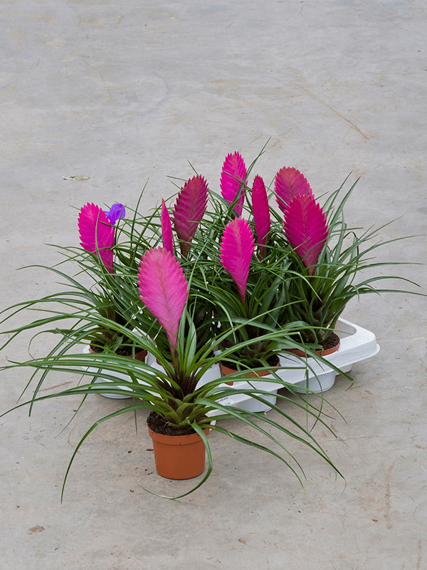 Planta naturala de interior D20xH30cm Tillandsia cyanea 'Anita' PS9/7cm in pamant