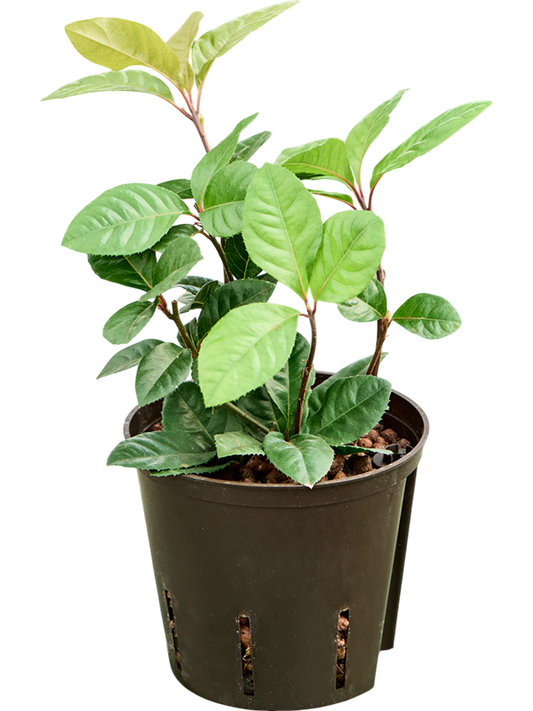 Planta naturala de interior D20xH35cm Ardisia malouiana P13/12cm in hidrogranule