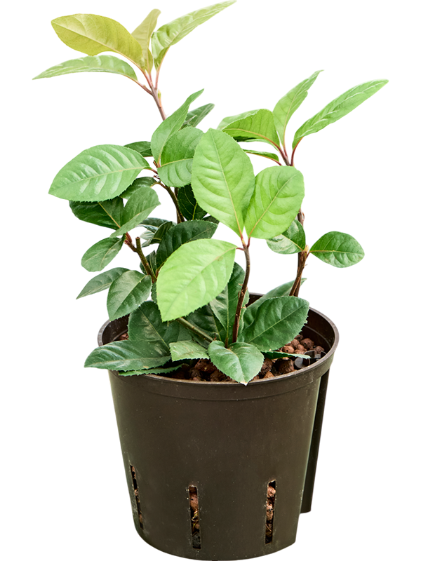 Planta naturala de interior D20xH35cm Ardisia malouiana P13/12cm in hidrogranule