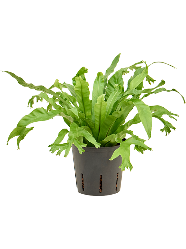 Planta naturala de interior D20xH35cm Asplenium antiquum 'Amy' P13/12cm in hidrogranule