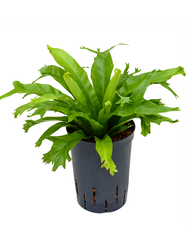 Planta naturala de interior D20xH35cm Asplenium antiquum 'Amy' P15/19cm in hidrogranule