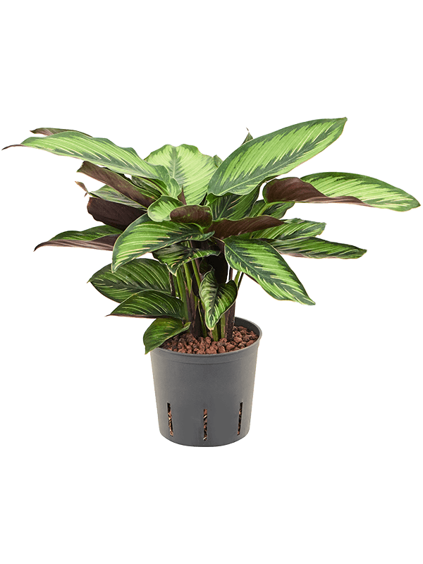 Planta naturala de interior D20xH35cm Calathea 'Beauty Star' P13/12cm in hidrogranule