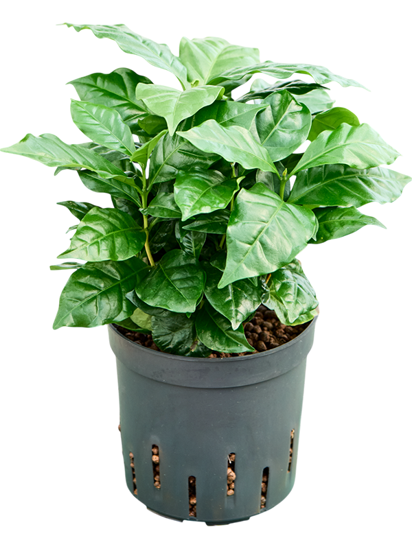 Planta naturala de interior D20xH35cm Coffea arabica P13/12cm in hidrogranule
