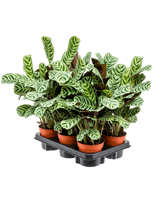 Planta naturala de interior D20xH35cm Ctenanthe burle-marxii 'Amabilis' PS12/10cm in pamant