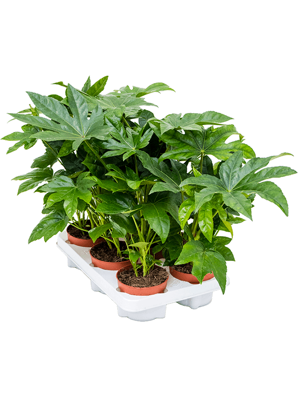 Planta naturala de interior D20xH35cm Fatsia japonica PS12/10cm in pamant