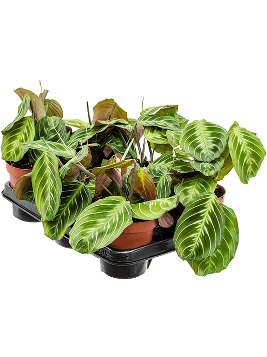 Planta naturala de interior D20xH35cm Maranta leuconeura 'Exclusive Dark' PS12/10cm in pamant