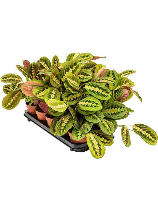 Planta naturala de interior D20xH35cm Maranta leuconeura 'Fascinator' PS12/10cm in pamant