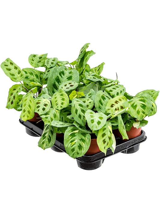 Planta naturala de interior D20xH35cm Maranta leuconeura 'Fiesta' PS12/10cm in pamant