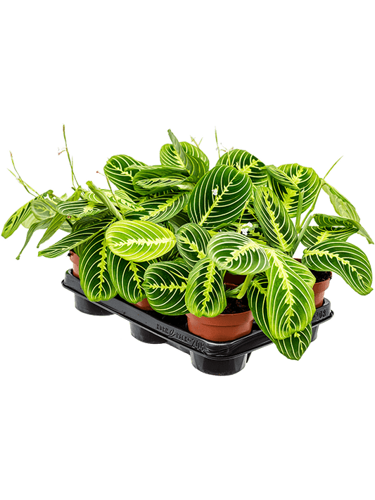Planta naturala de interior D20xH35cm Maranta leuconeura 'Lemon' PS12/10cm in pamant