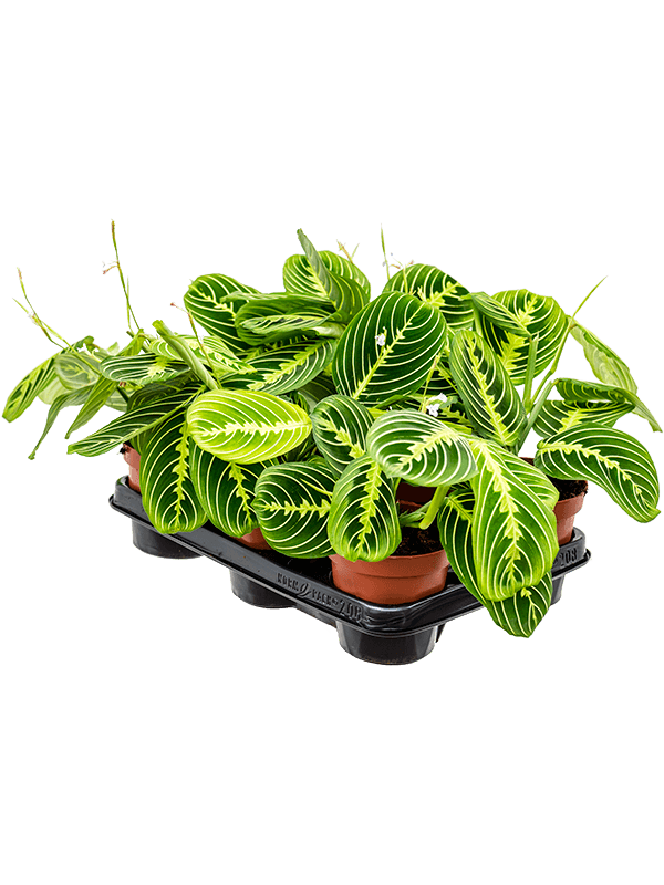 Planta naturala de interior D20xH35cm Maranta leuconeura 'Lemon' PS12/10cm in pamant