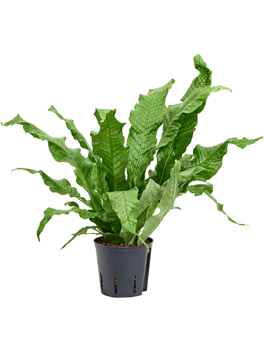 Planta naturala de interior D20xH35cm Microsorum 'crocodyllus' P13/12cm in hidrogranule