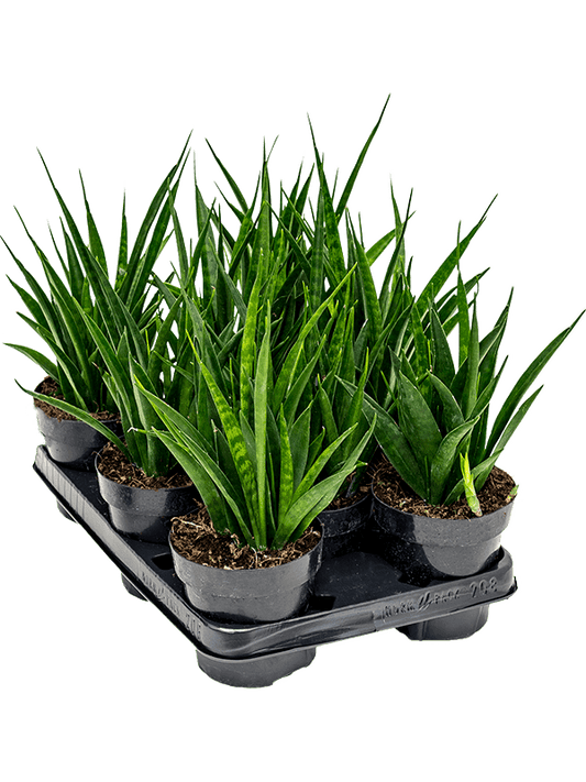 Planta naturala de interior D20xH35cm Sansevieria kirkii 'Friends' PS12/11cm in pamant