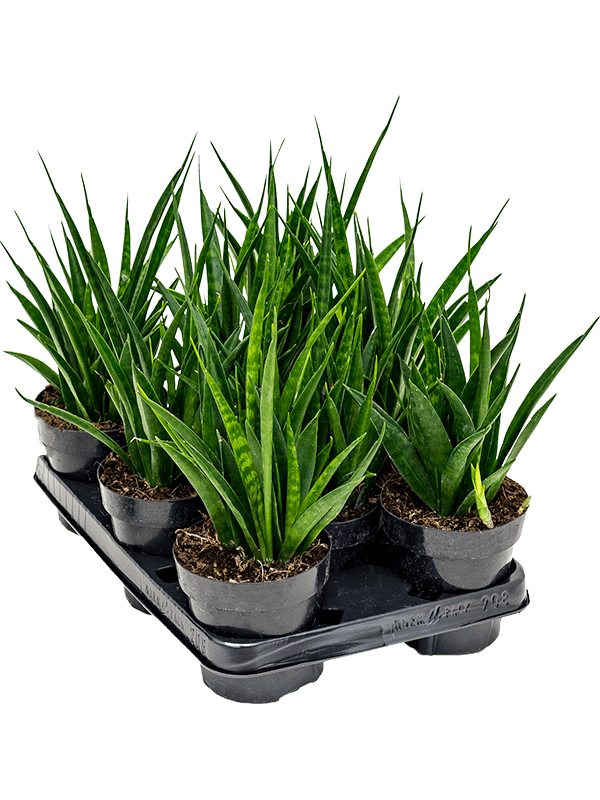 Planta naturala de interior D20xH35cm Sansevieria kirkii 'Friends' PS12/11cm in pamant