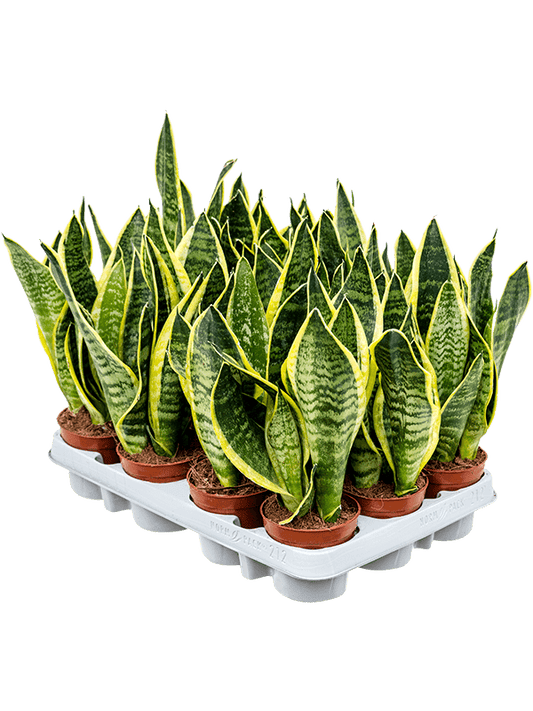 Planta naturala de interior D20xH35cm Sansevieria trifasciata 'Futura Superba' PS912/10cm in pamant(R054508)