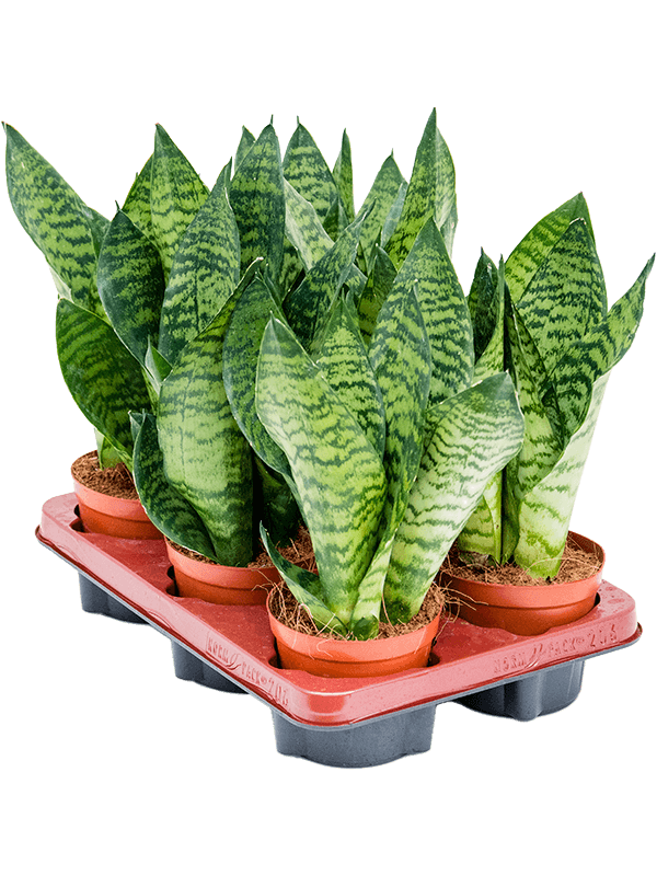 Planta naturala de interior D20xH35cm Sansevieria zeylanica 'Compacta' PS12/10cm in pamant