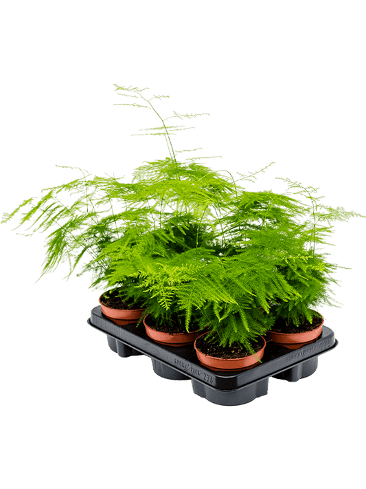 Planta naturala de interior D20xH40cm Asparagus setaceus plumosus PS12/10cm in pamant