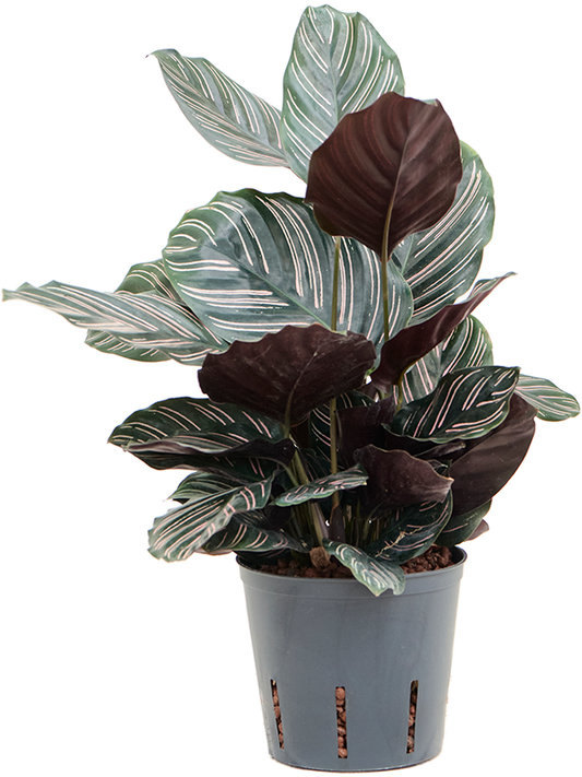 Planta naturala de interior D20xH40cm Calathea ornata 'Sanderiana' P13/12cm in hidrogranule