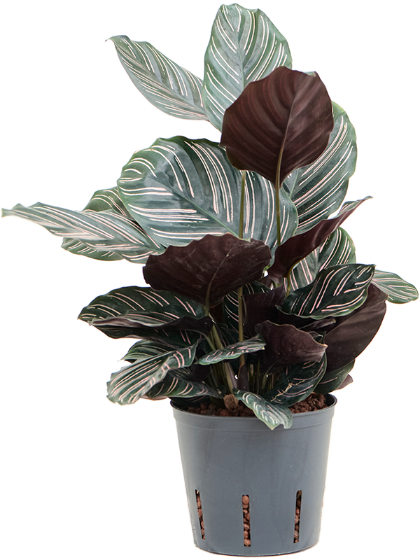 Planta naturala de interior D20xH40cm Calathea ornata 'Sanderiana' P13/12cm in hidrogranule