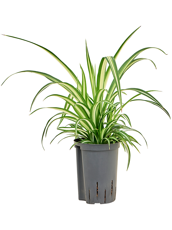 Planta naturala de interior D20xH40cm Chlorophytum comosum 'Variegatum' P15/19cm in hidrogranule