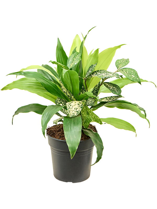 Planta naturala de interior D20xH40cm Dracaena bright PS17/16cm in pamant