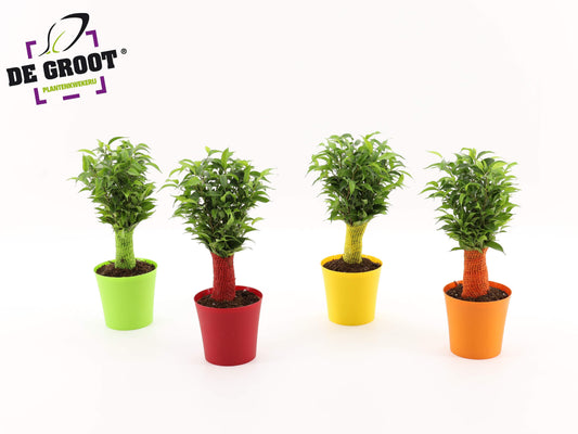 Planta naturala de interior D20xH40cm Ficus benjamina 'Natasja' PS12/10cm in pamant