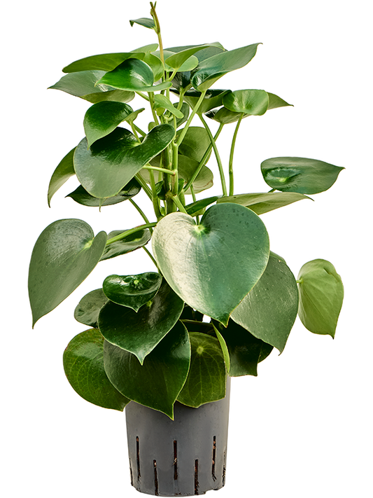 Planta naturala de interior D20xH40cm Peperomia polybotrya 'Raindrop' P15/19cm in hidrogranule