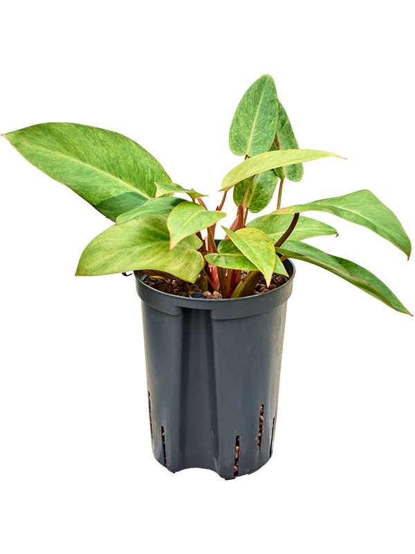 Planta naturala de interior D20xH40cm Philodendron 'Painted lady' P15/19cm in hidrogranule