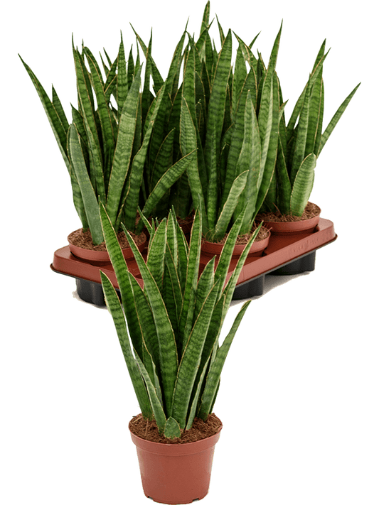 Planta naturala de interior D20xH40cm Sansevieria kirkii PS12/11cm in pamant
