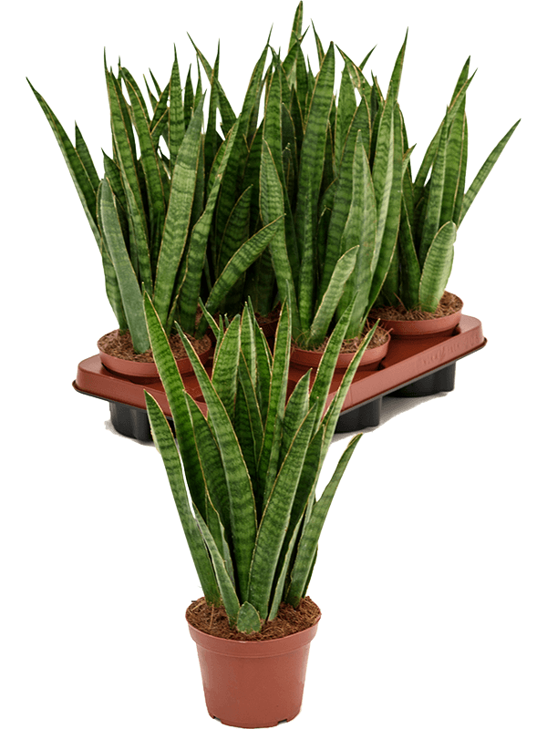 Planta naturala de interior D20xH40cm Sansevieria kirkii PS12/11cm in pamant