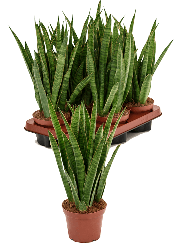 Planta naturala de interior D20xH40cm Sansevieria kirkii PS12/9cm in pamant