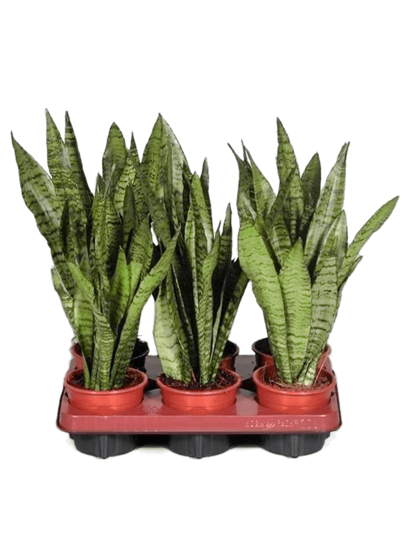 Planta naturala de interior D20xH40cm Sansevieria zeylanica PS12/10cm in pamant