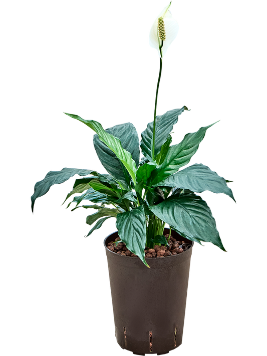 Planta naturala de interior D20xH40cm Spathiphyllum 'Hybriden' P15/19cm in hidrogranule