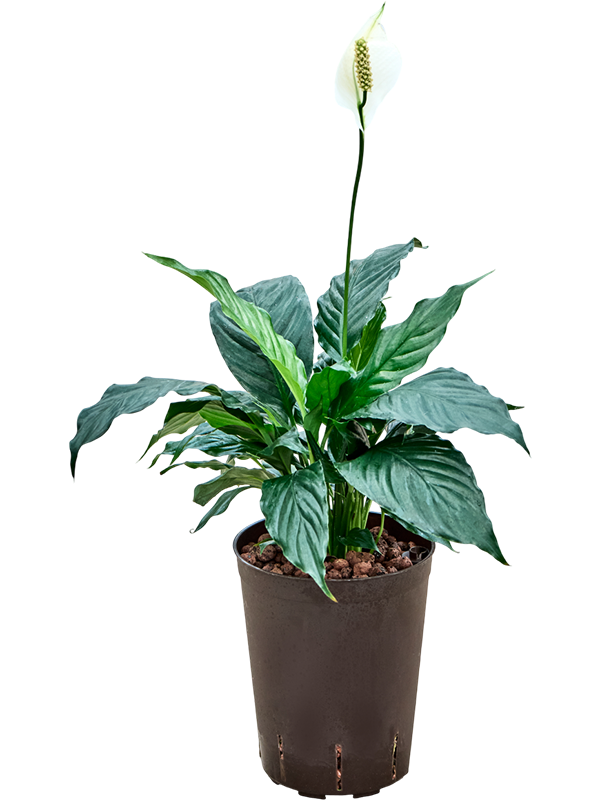 Planta naturala de interior D20xH40cm Spathiphyllum 'Hybriden' P15/19cm in hidrogranule