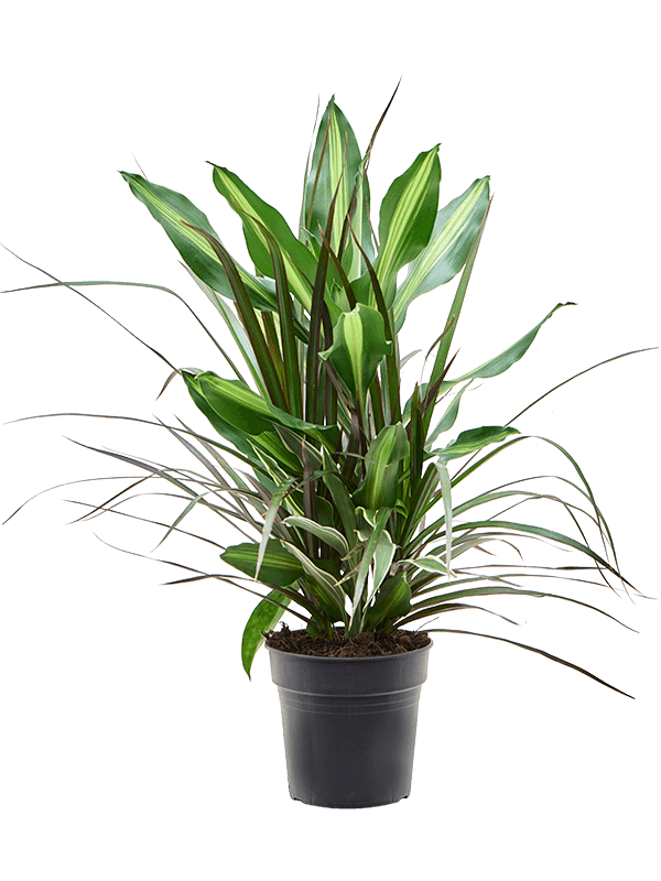 Planta naturala de interior D20xH45cm Dracaena combo PS17/16cm in pamant